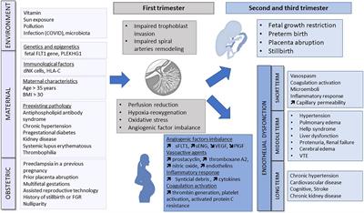 Preeclampsia and Venous Thromboembolism: Pathophysiology and Potential Therapy